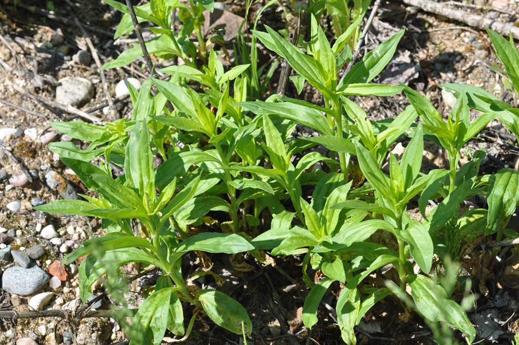 Изображение особи Saponaria officinalis.