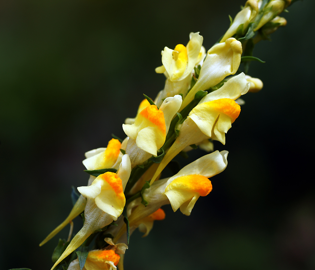 Image of Linaria vulgaris specimen.