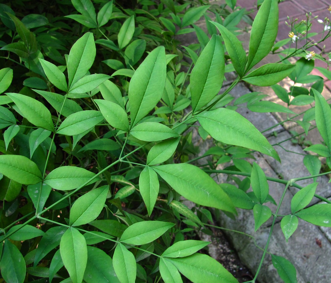 Image of Nandina domestica specimen.