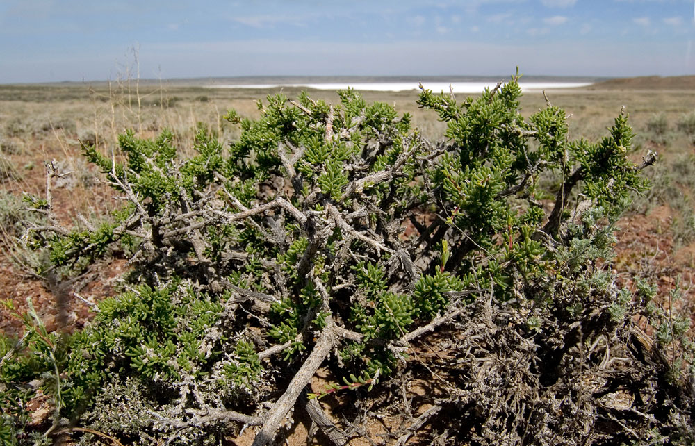 Image of Salsola arbusculiformis specimen.