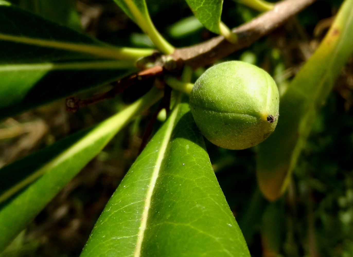 Image of Pittosporum tobira specimen.