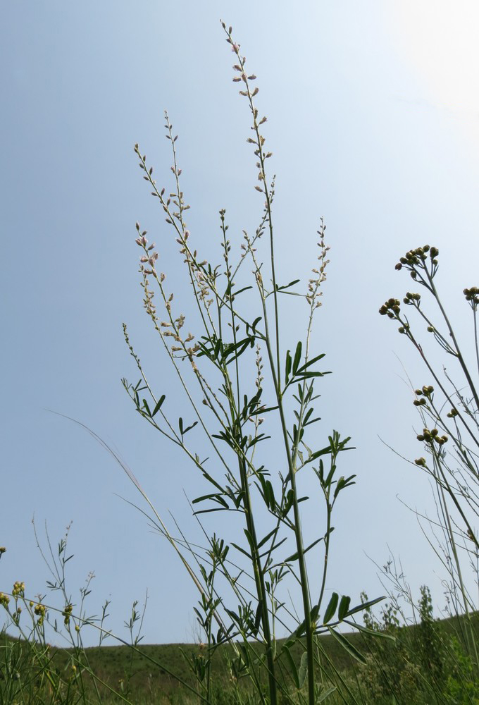 Image of Astragalus tenuis specimen.