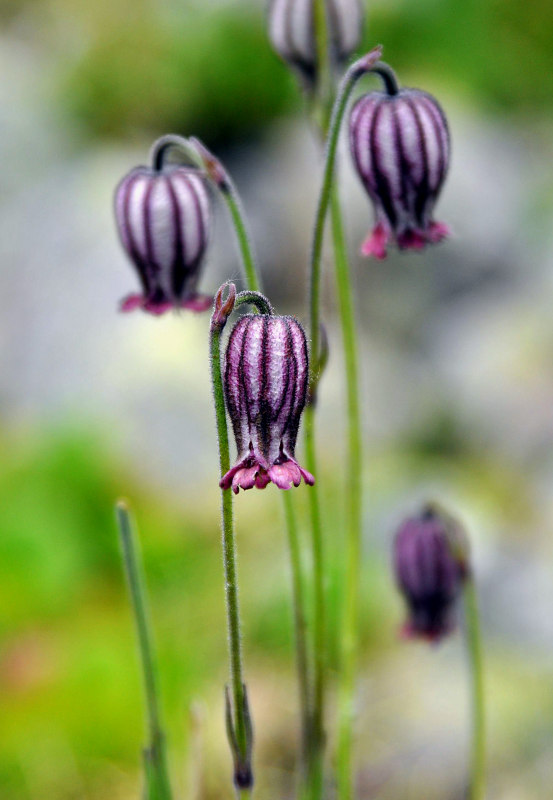 Изображение особи Gastrolychnis tristis.