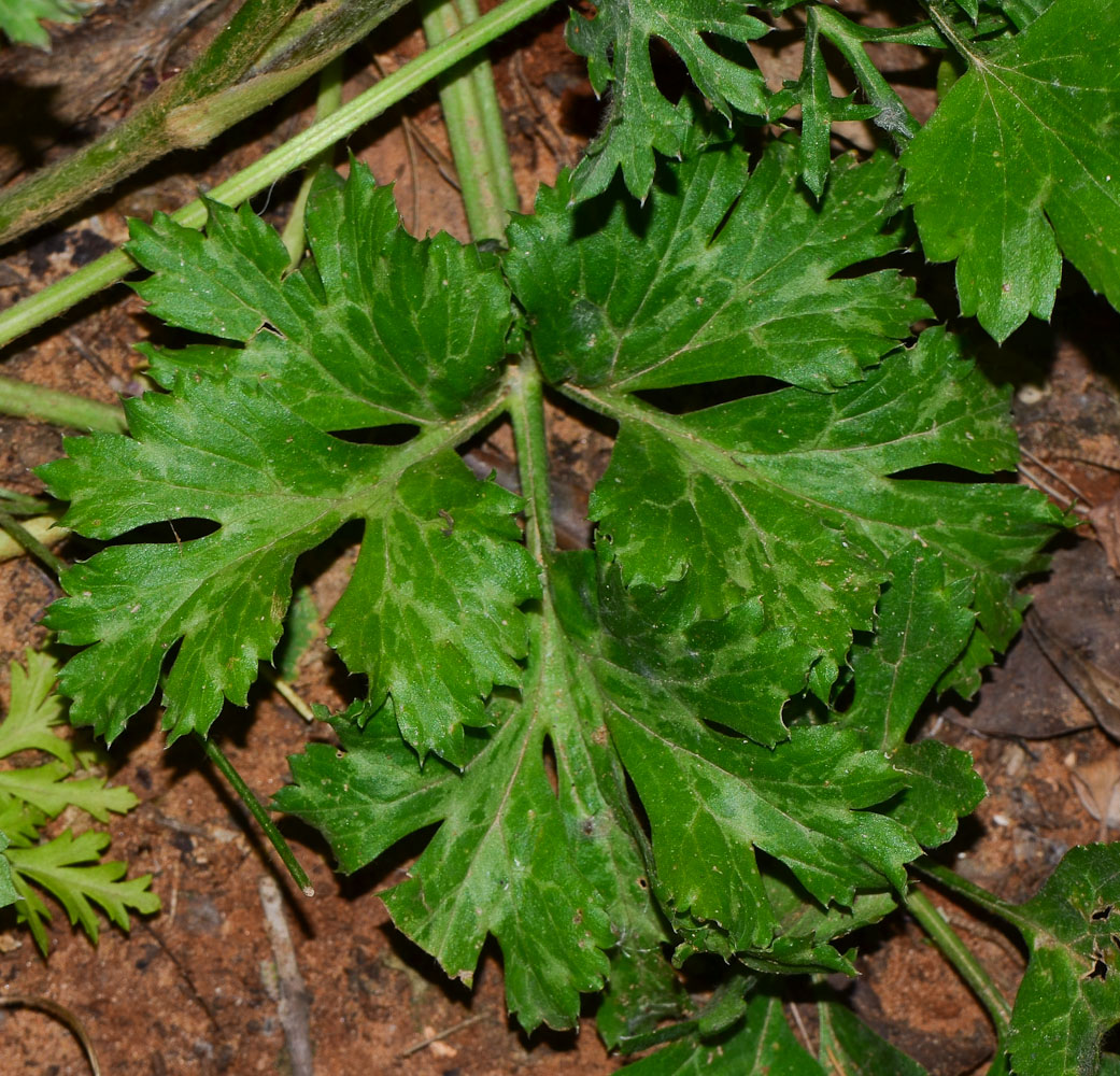 Image of Ranunculus asiaticus specimen.