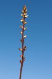 Orobanche pallidiflora. Верхняя часть (прим. 3/5) извлечённого из почвы запоздало цветущего растения. Ленинградская обл., Ломоносовский р-н, у дер. Мал. Забородье, сыроватый крупнотравный луг. 20.09.2015.