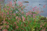 Persicaria lapathifolia