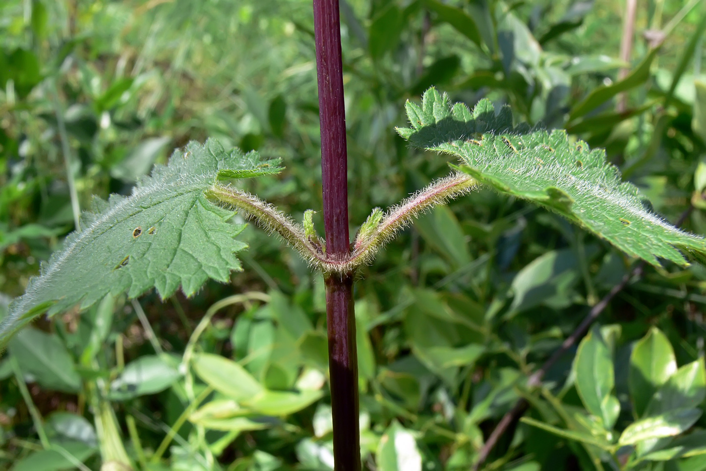 Image of Phlomoides tuberosa specimen.