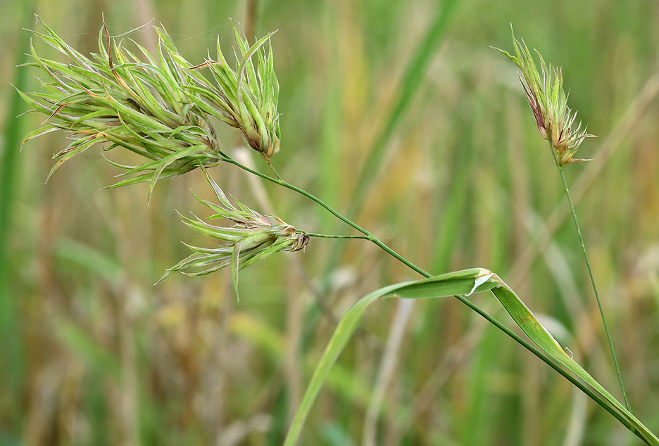 Изображение особи Dactylis glomerata.