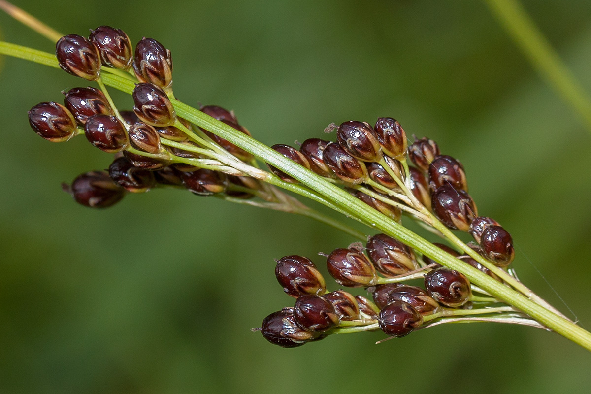 Image of Juncus compressus specimen.