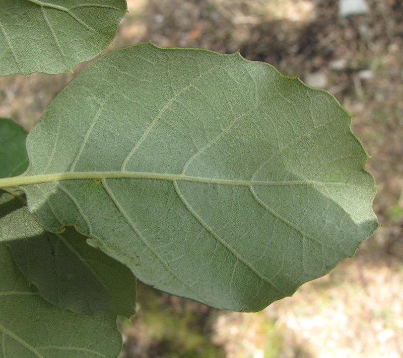 Изображение особи Quercus suber.