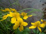 Caltha palustris. Цветки. Ямало-Ненецкий АО, Надымский р-н, г. Надым, северо-восточная окраина города, берег старицы р. Надым. 3 июля 2013 г.