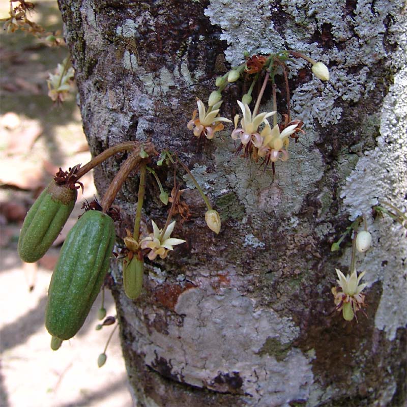 Image of Theobroma cacao specimen.