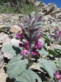 Phlomoides sewerzovii