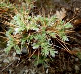 Astragalus arnacanthoides