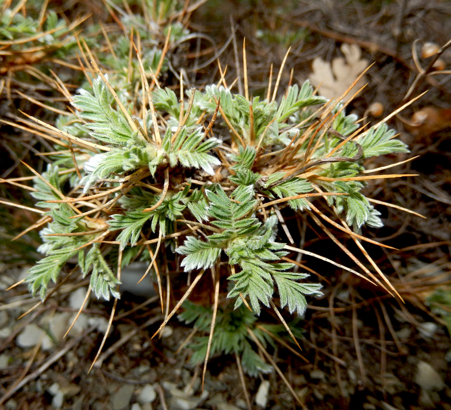 Image of Astragalus arnacanthoides specimen.