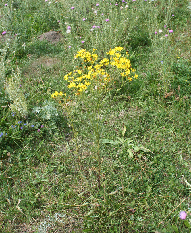 Image of Senecio erucifolius specimen.