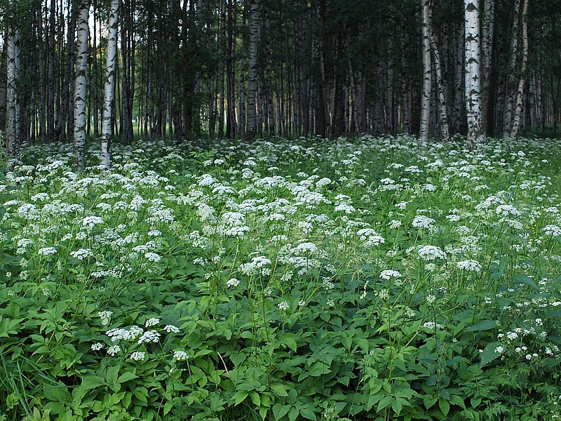 Изображение особи Aegopodium podagraria.