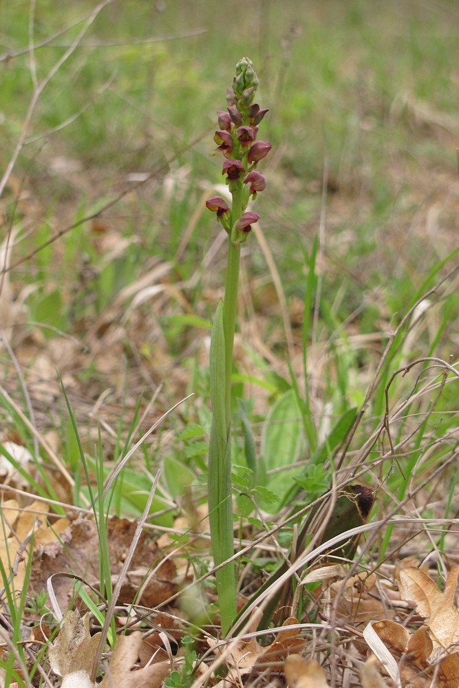 Image of Steveniella satyrioides specimen.