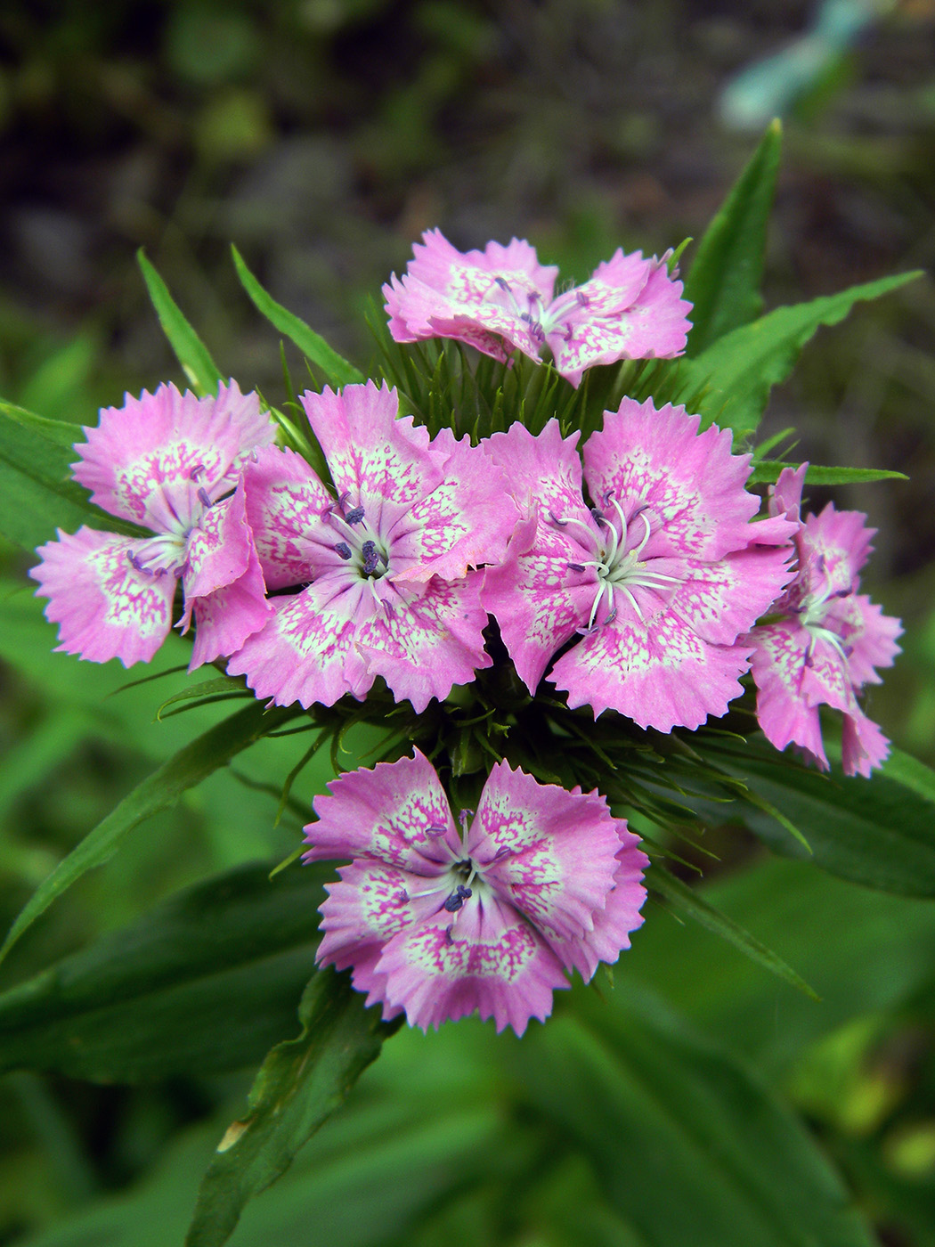 Изображение особи Dianthus barbatus.