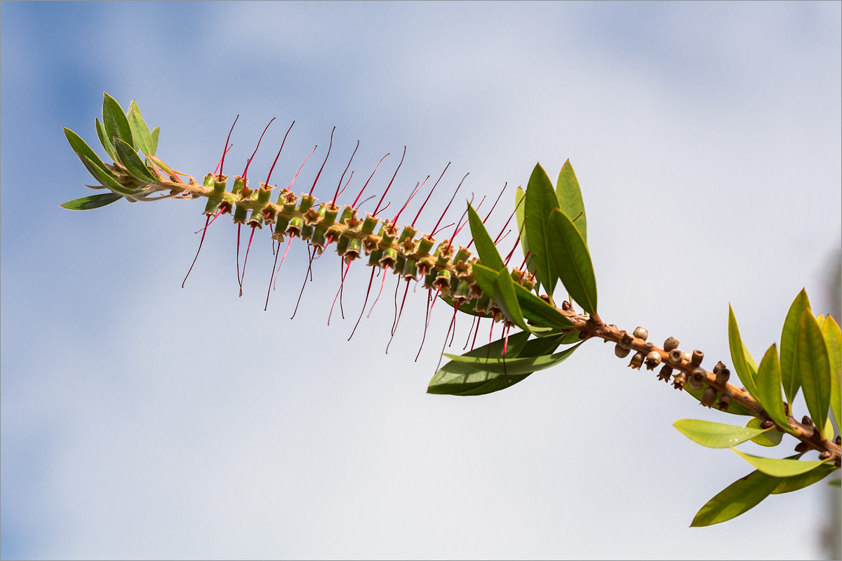 Изображение особи Callistemon citrinus.