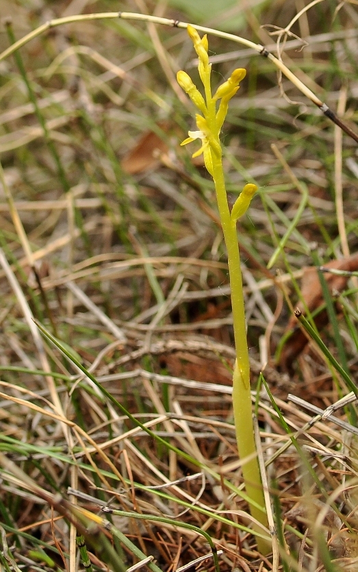 Image of Corallorhiza trifida specimen.