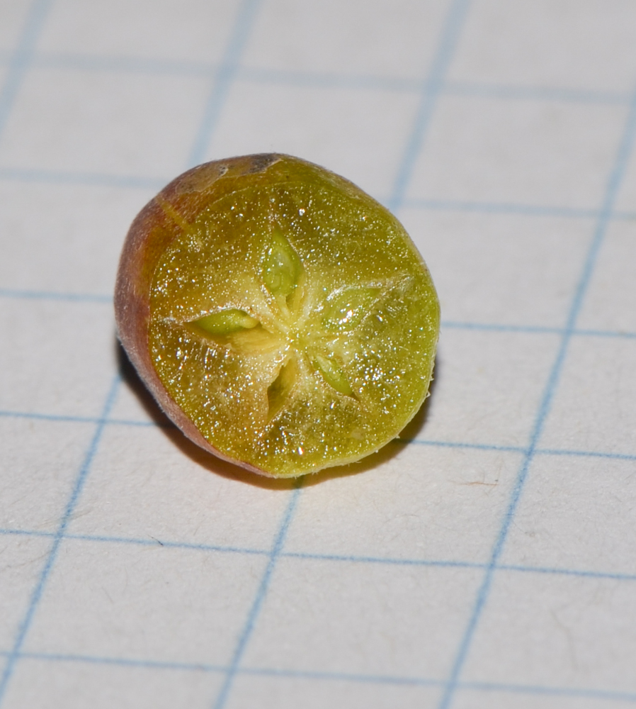 Image of Tetraena fontanesii specimen.