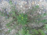 Matricaria discoidea. Цветущее растение. Тверь, мкр-н Южный, у забора. 02.06.2016.
