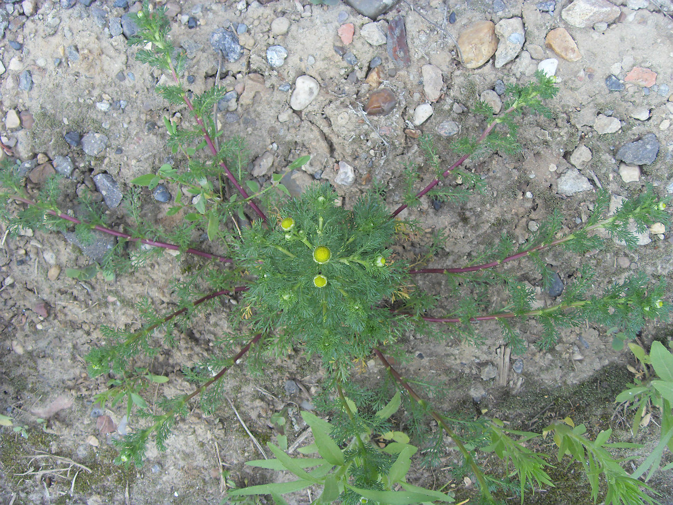 Image of Matricaria discoidea specimen.