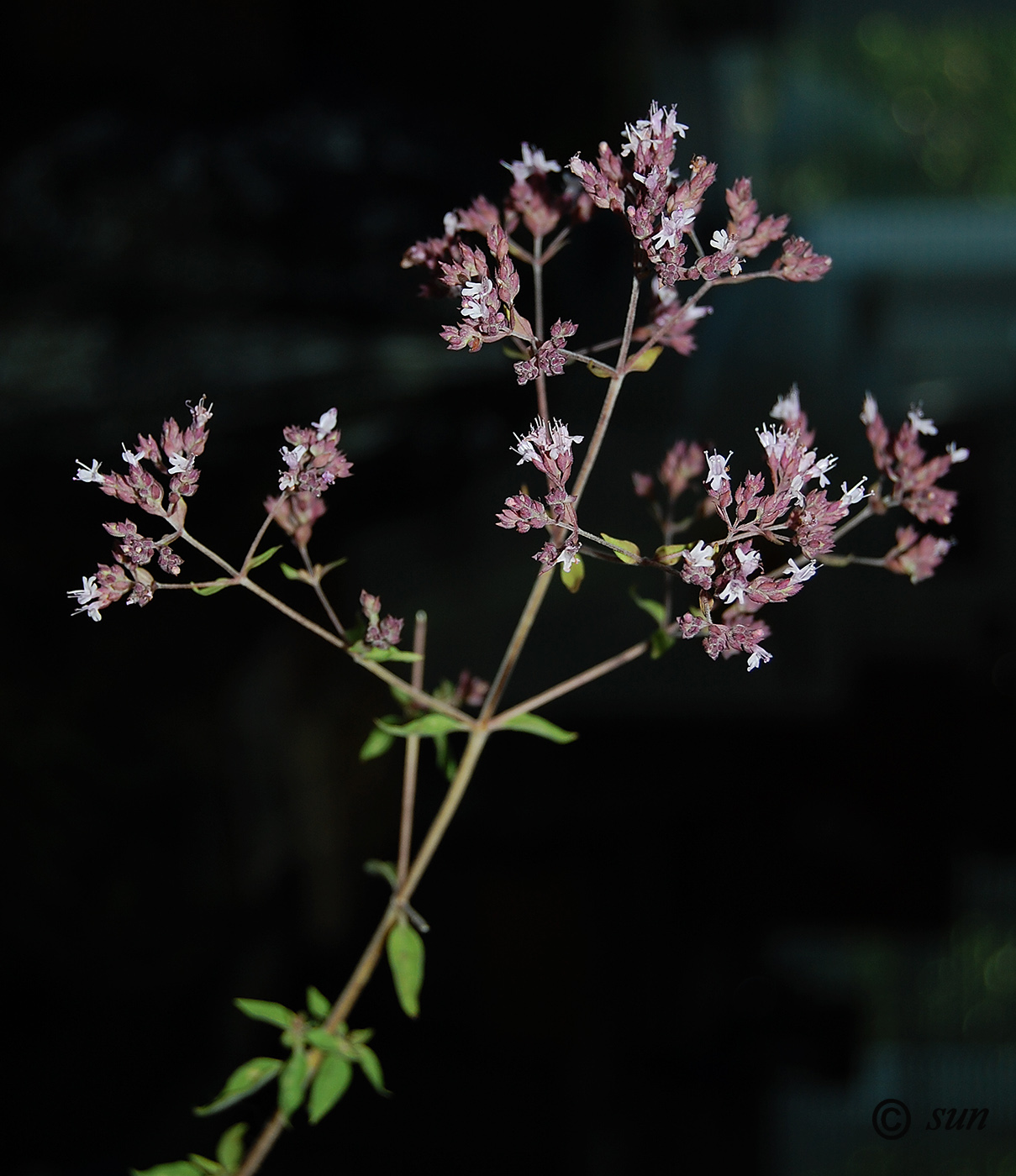 Image of Origanum vulgare specimen.