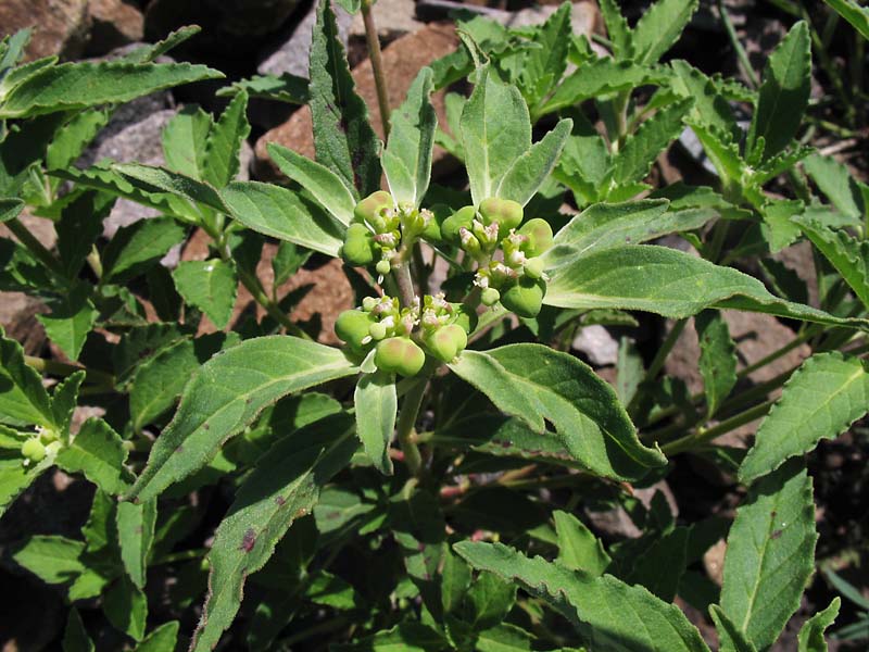 Image of Euphorbia davidii specimen.