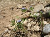 Asperula setosa