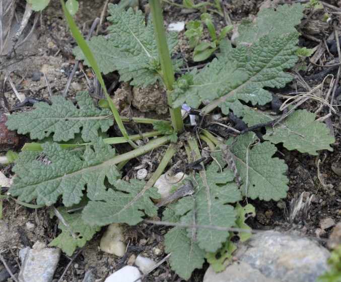 Image of Salvia verbenaca specimen.