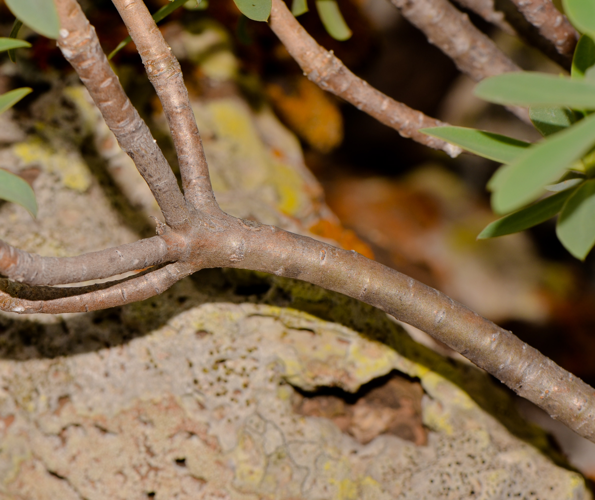 Image of Euphorbia balsamifera specimen.