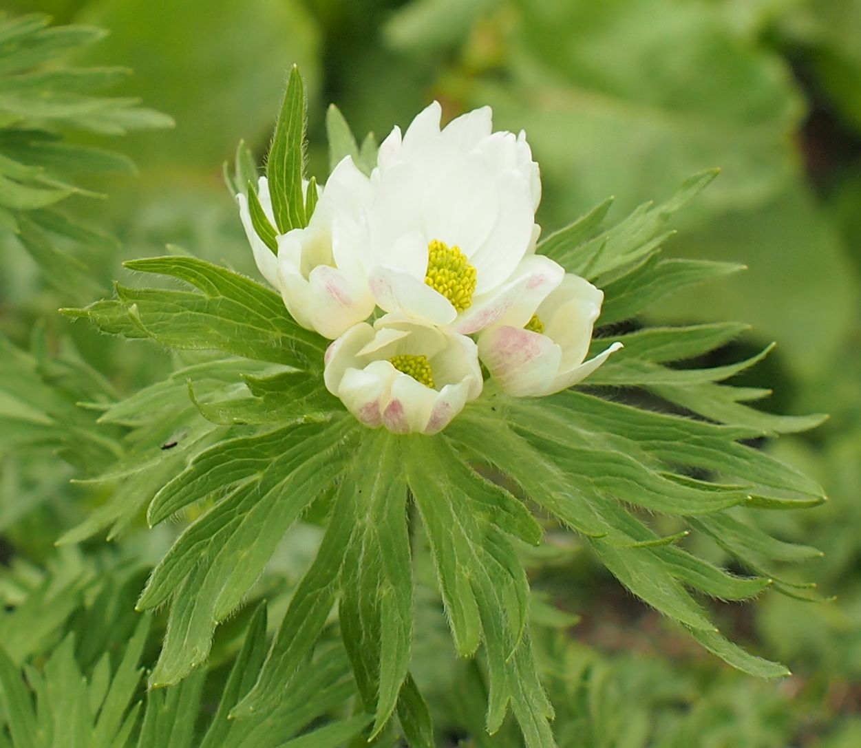 Image of Anemonastrum fasciculatum specimen.