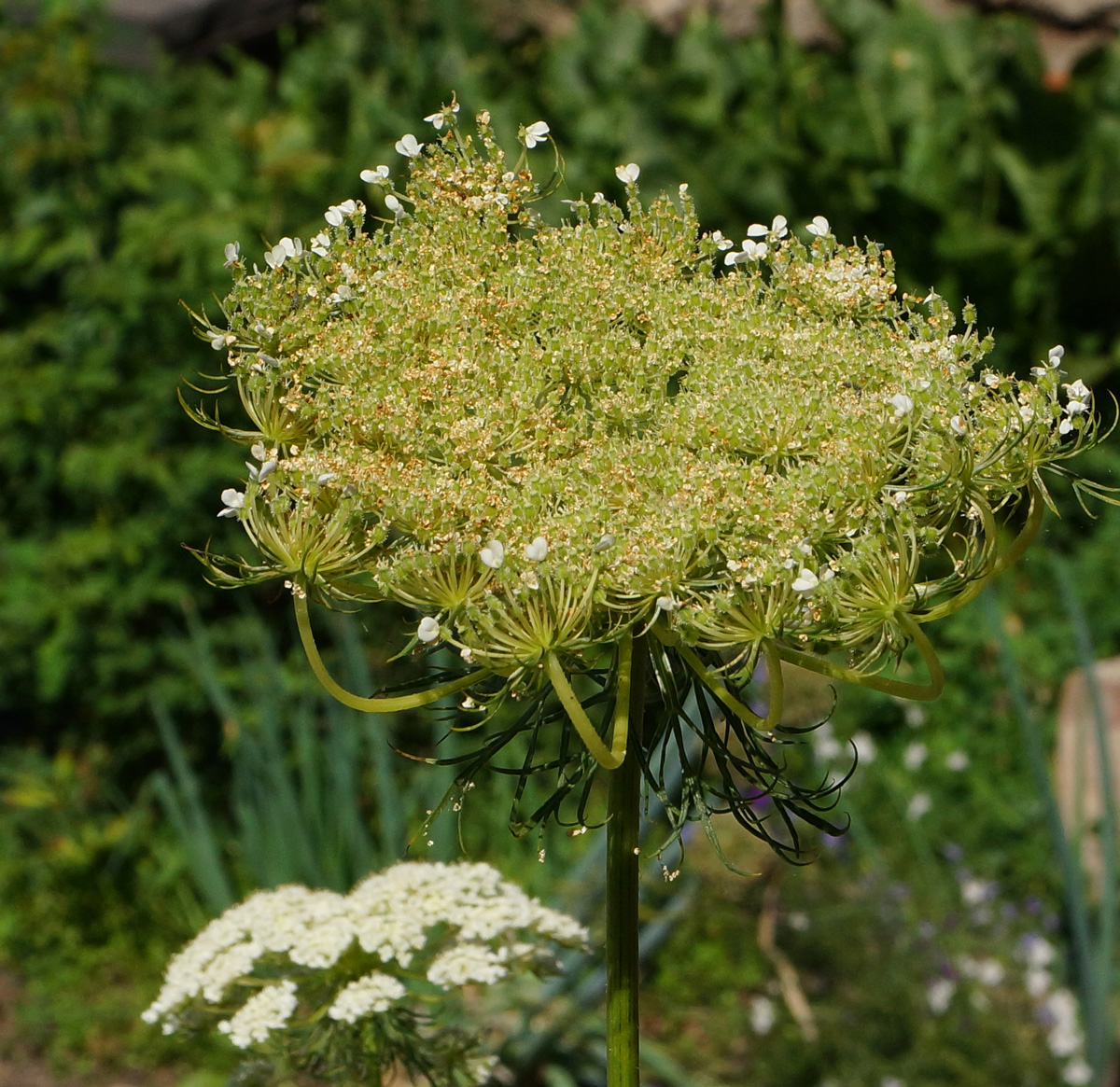 Image of Daucus sativus specimen.