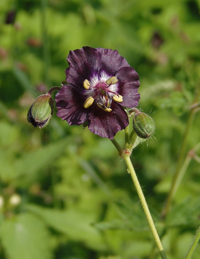 Image of Geranium phaeum specimen.