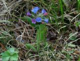 Pulmonaria mollis