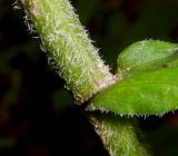 Senecio propinquus