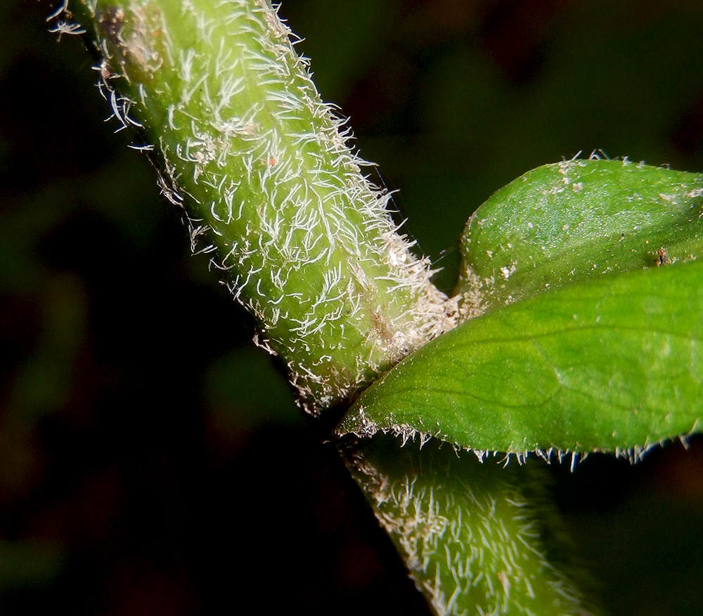 Image of Senecio propinquus specimen.