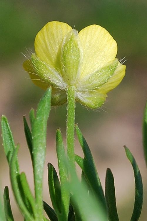 Image of Ranunculus arvensis specimen.