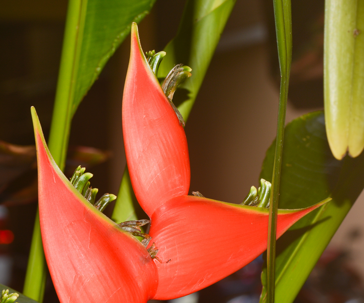 Image of Heliconia stricta specimen.