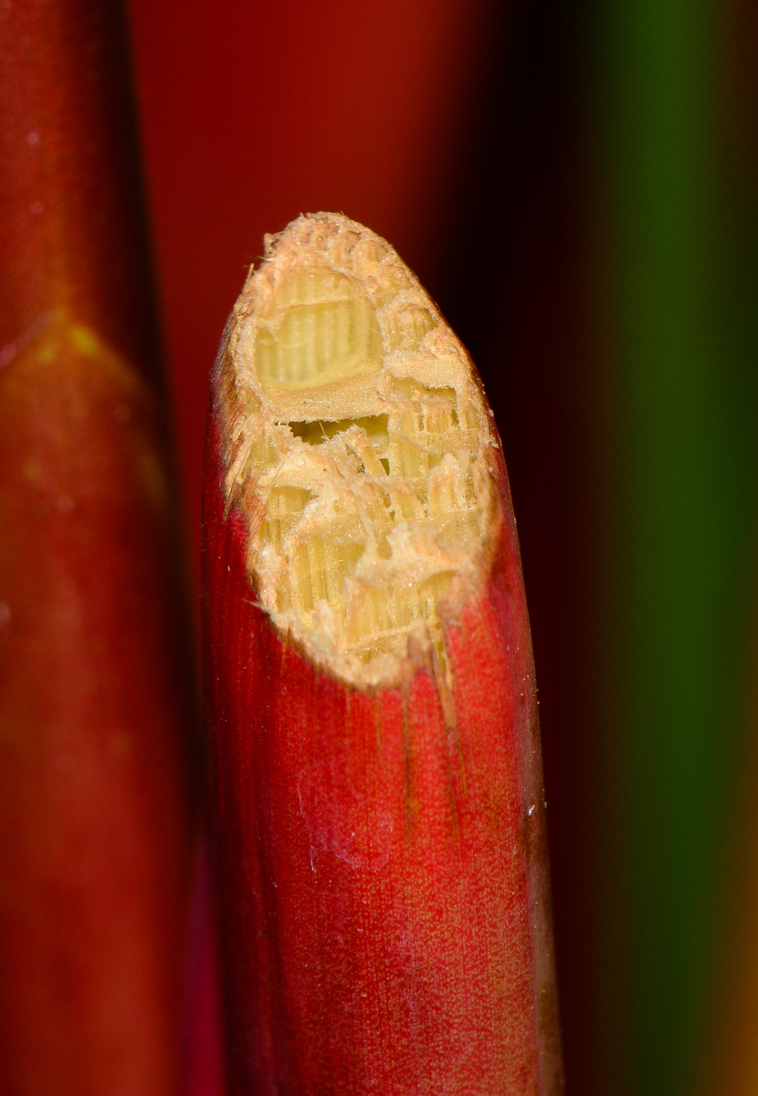 Image of Thalia geniculata specimen.