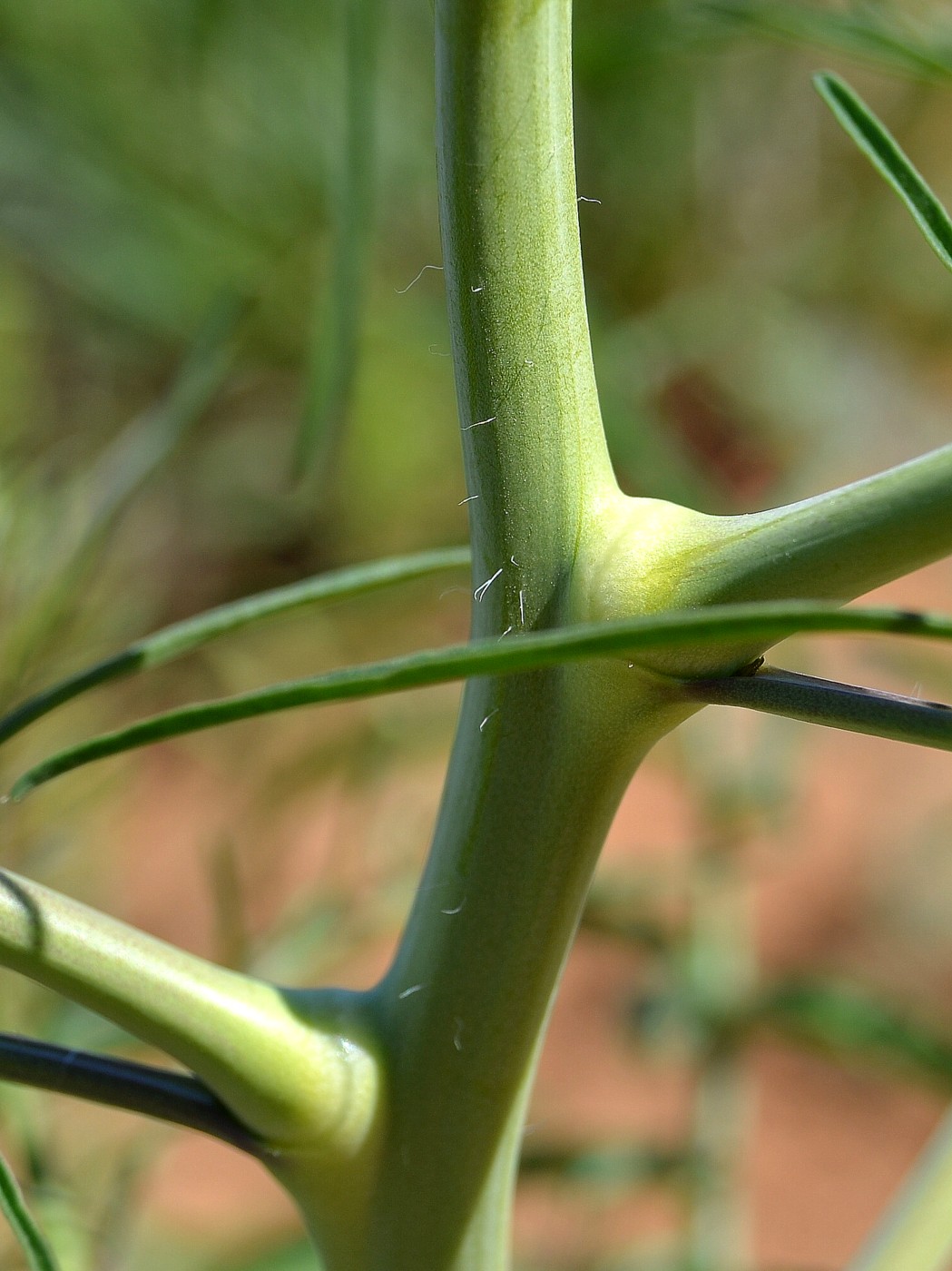 Image of Sisymbrium altissimum specimen.