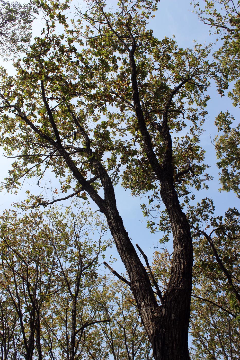 Изображение особи Quercus mongolica.