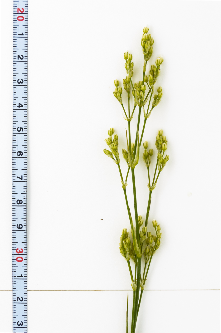 Image of Eremogone longifolia specimen.
