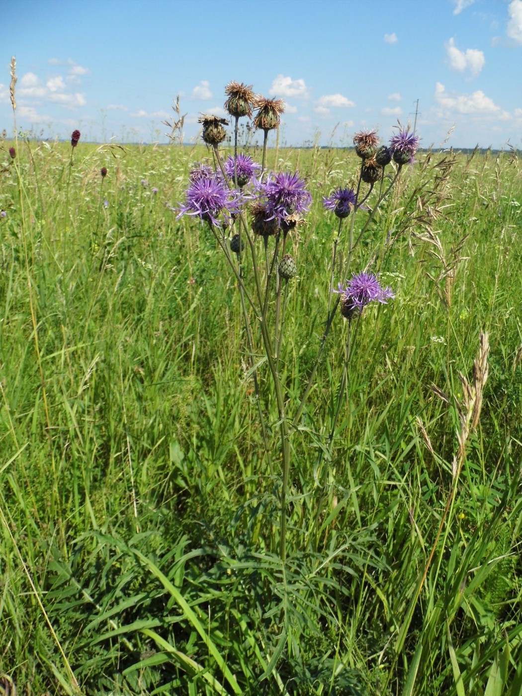 Image of Centaurea scabiosa specimen.