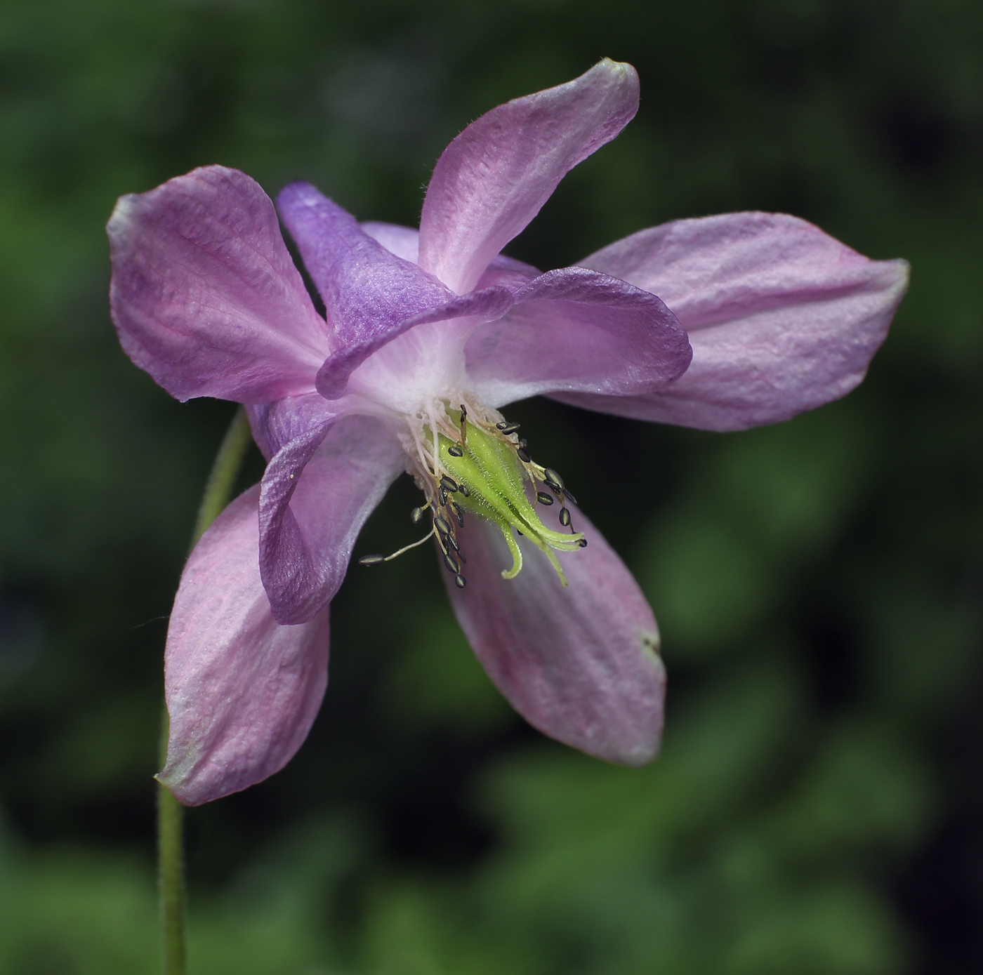 Изображение особи Aquilegia vulgaris.