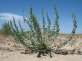 Reaumuria turkestanica. Вегетирующее растение. Казахстан, окр. ю-з. угла оз. Балхаш, солончаковая прибрежная пустыня. 24 мая 2017 г.