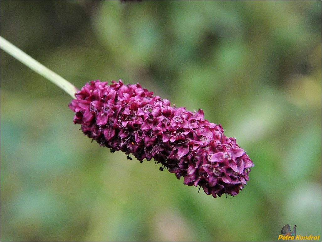 Изображение особи Sanguisorba officinalis.