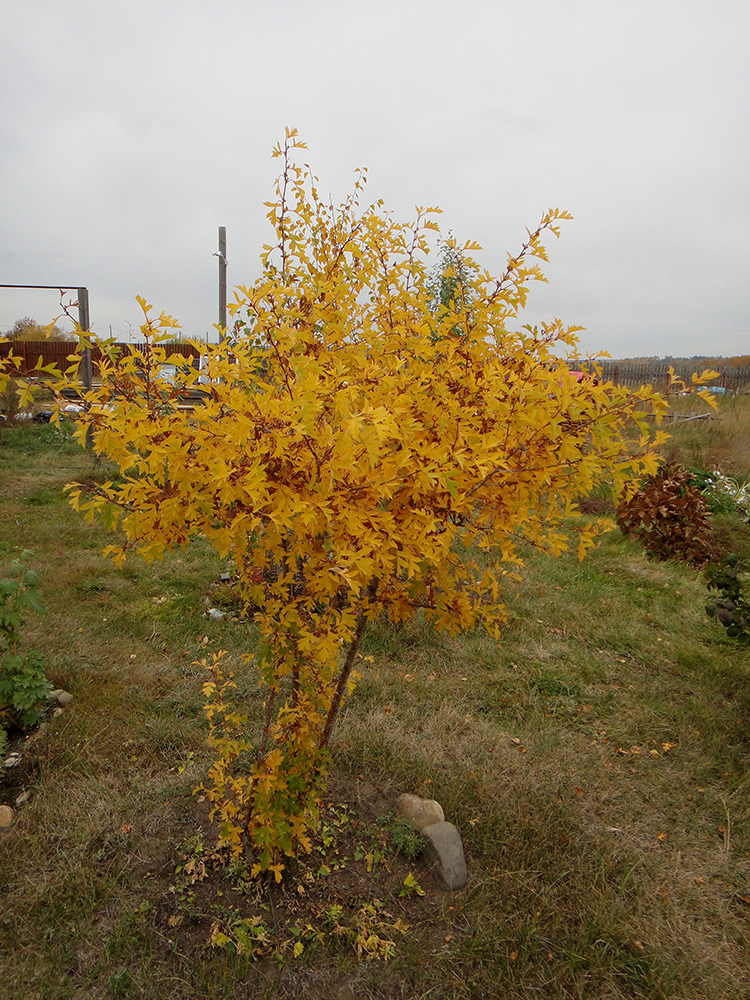 Изображение особи Crataegus pinnatifida.